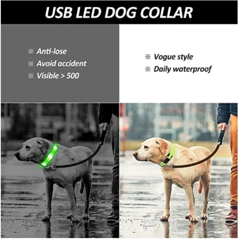 LED Dog Collar | Rechargeable Glowing Safety Collar for Night Walks - Bright Starz Store