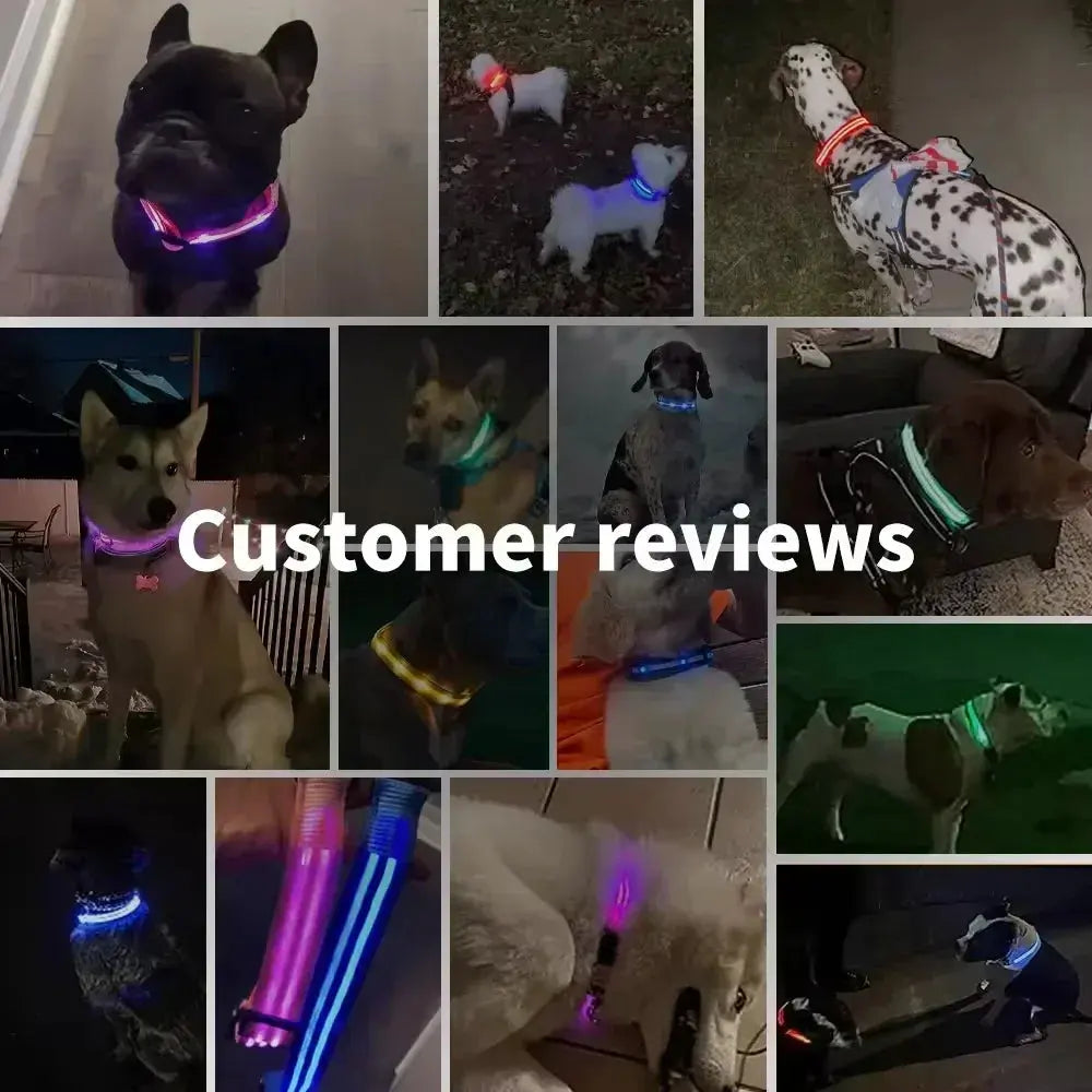 LED Dog Collar | Rechargeable Glowing Safety Collar for Night Walks - Bright Starz Store